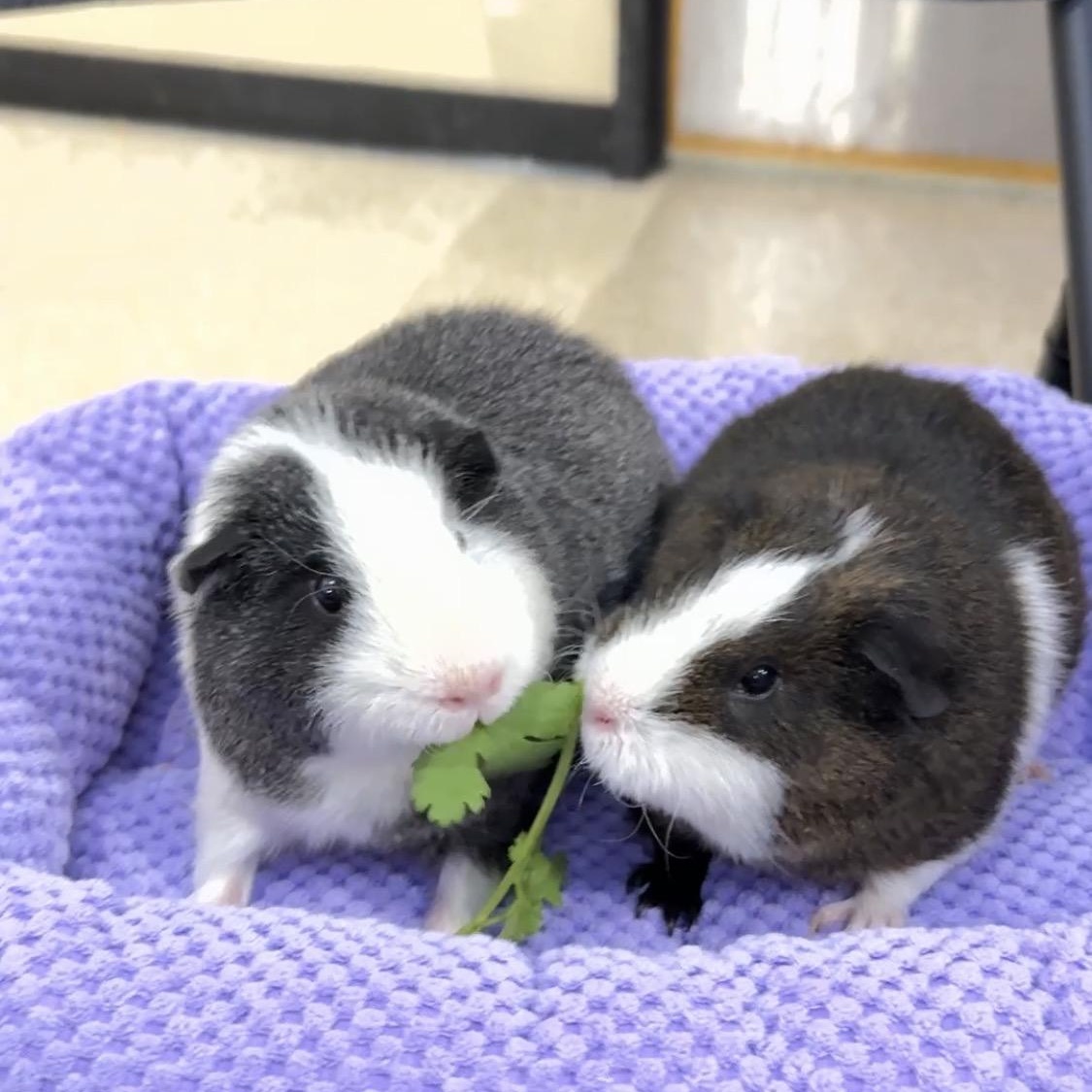Jackie & Joannie, Adoptable, Young Female Teddy & Rex.