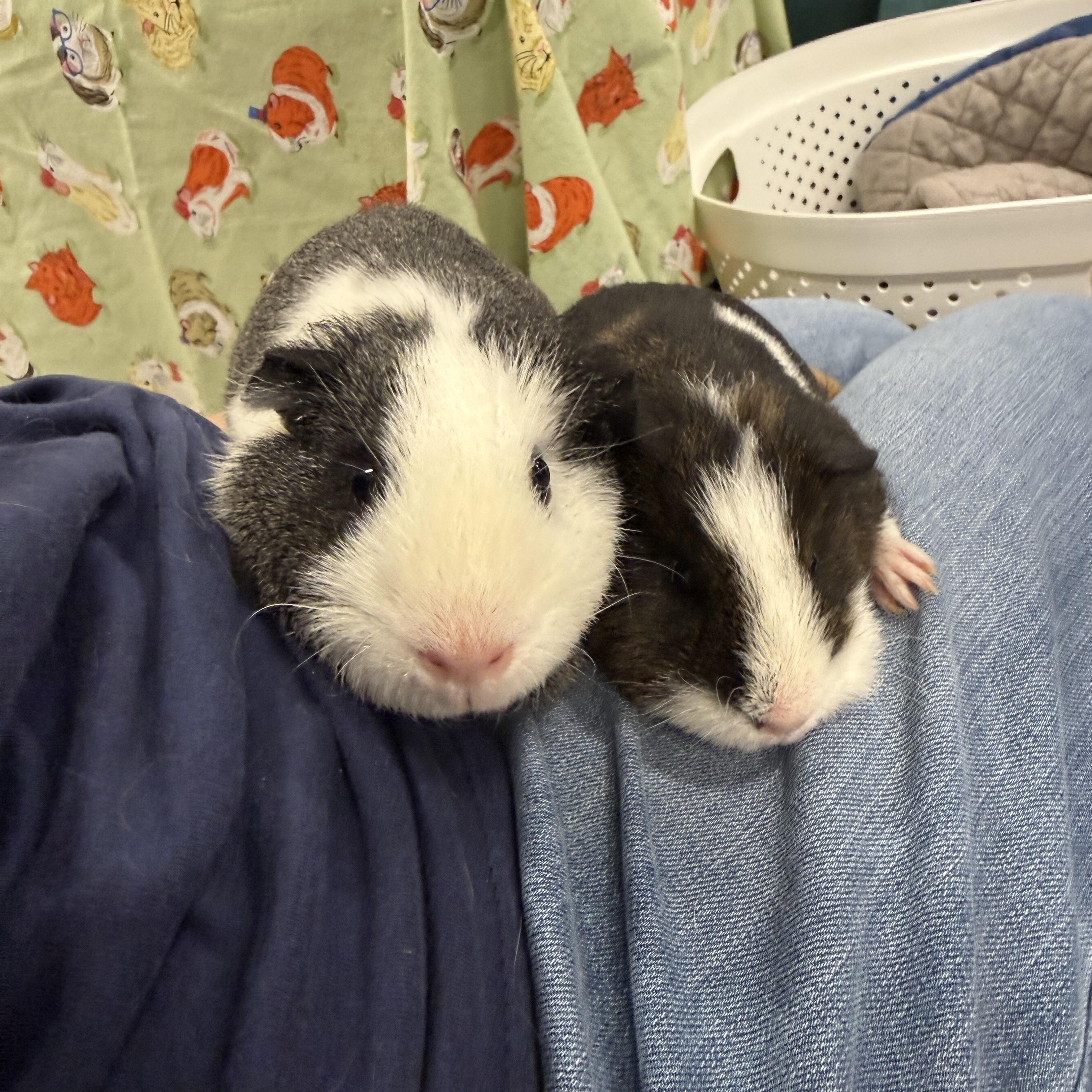 Enlarge Jackie & Joannie, a Adoptable mixed breed in San Antonio, TX image 3/5