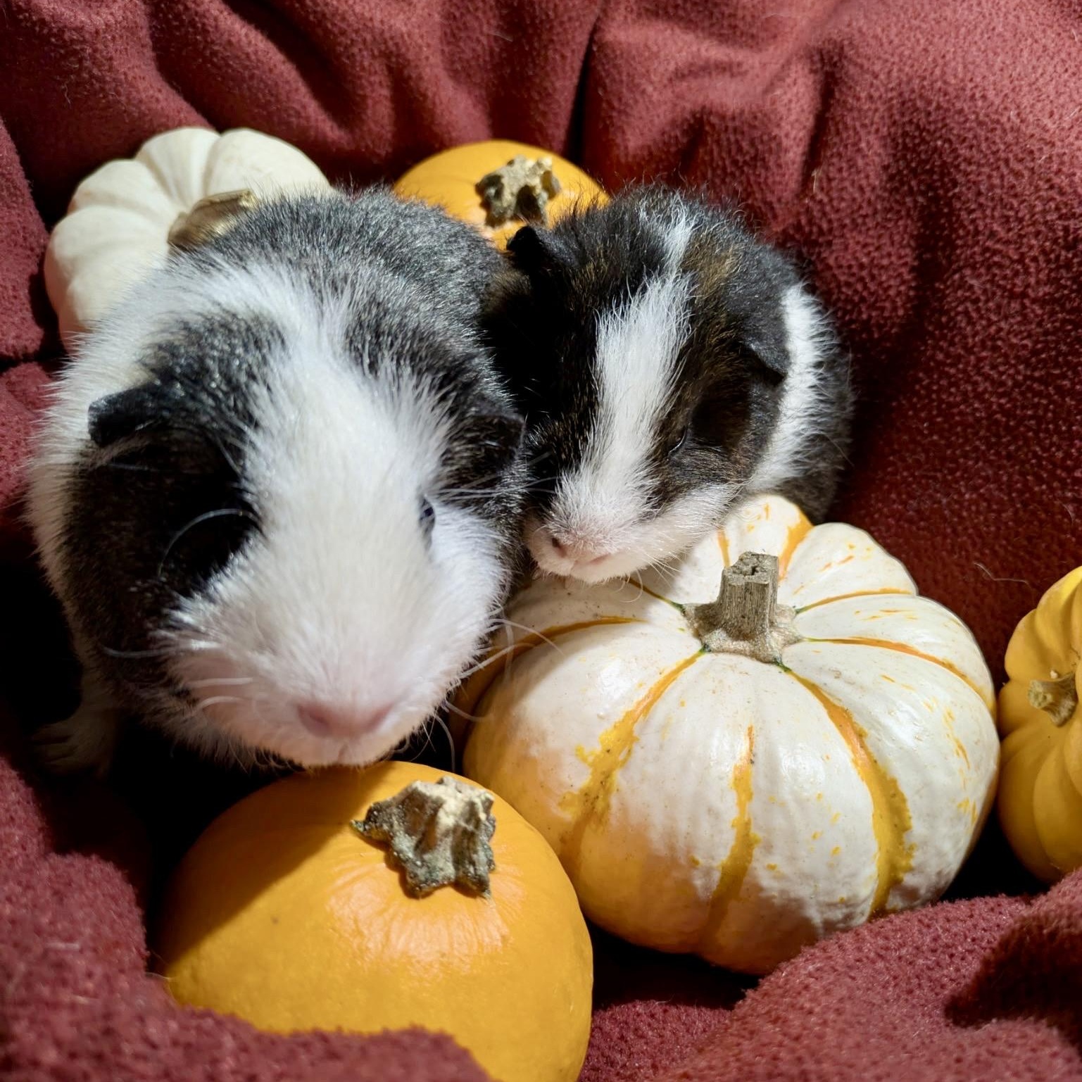 Jackie & Joannie, Adoptable, Young Female Teddy & Rex.