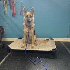 Kaia, Adopted, Young Female German Shepherd Dog.
