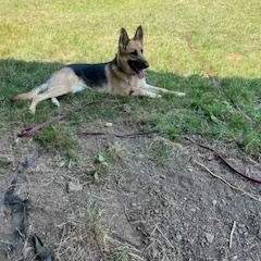 Enlarge Kaia, a Adopted German Shepherd Dog in Seahurst, WA image 3/3