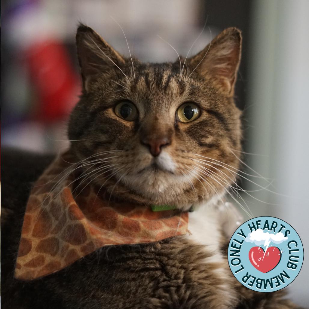 Mowgli, Adoptable, Adult Male Domestic Short Hair.