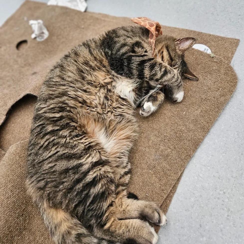 Enlarge Mowgli, a Adoptable Domestic Short Hair in Lakewood, CO image 2/6