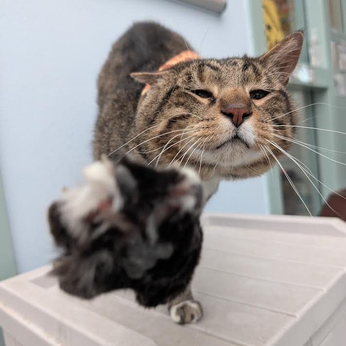 Enlarge Mowgli, a Adoptable Domestic Short Hair in Lakewood, CO image 3/6