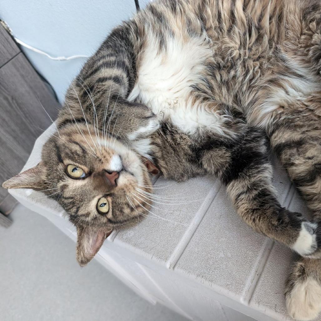 Enlarge Mowgli, a Adoptable Domestic Short Hair in Lakewood, CO image 4/6