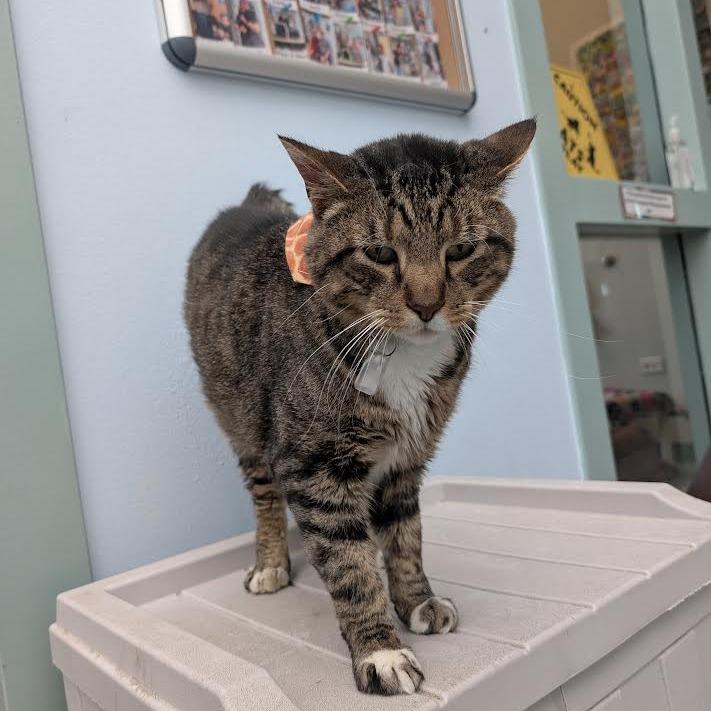 Enlarge Mowgli, a Adoptable Domestic Short Hair in Lakewood, CO image 5/6