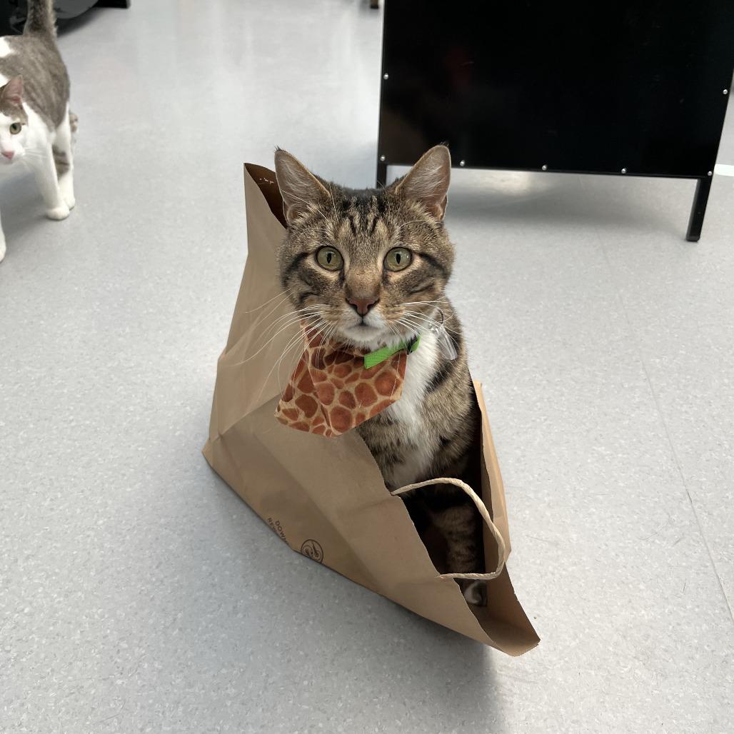 Enlarge Mowgli, a Adoptable Domestic Short Hair in Lakewood, CO image 6/6