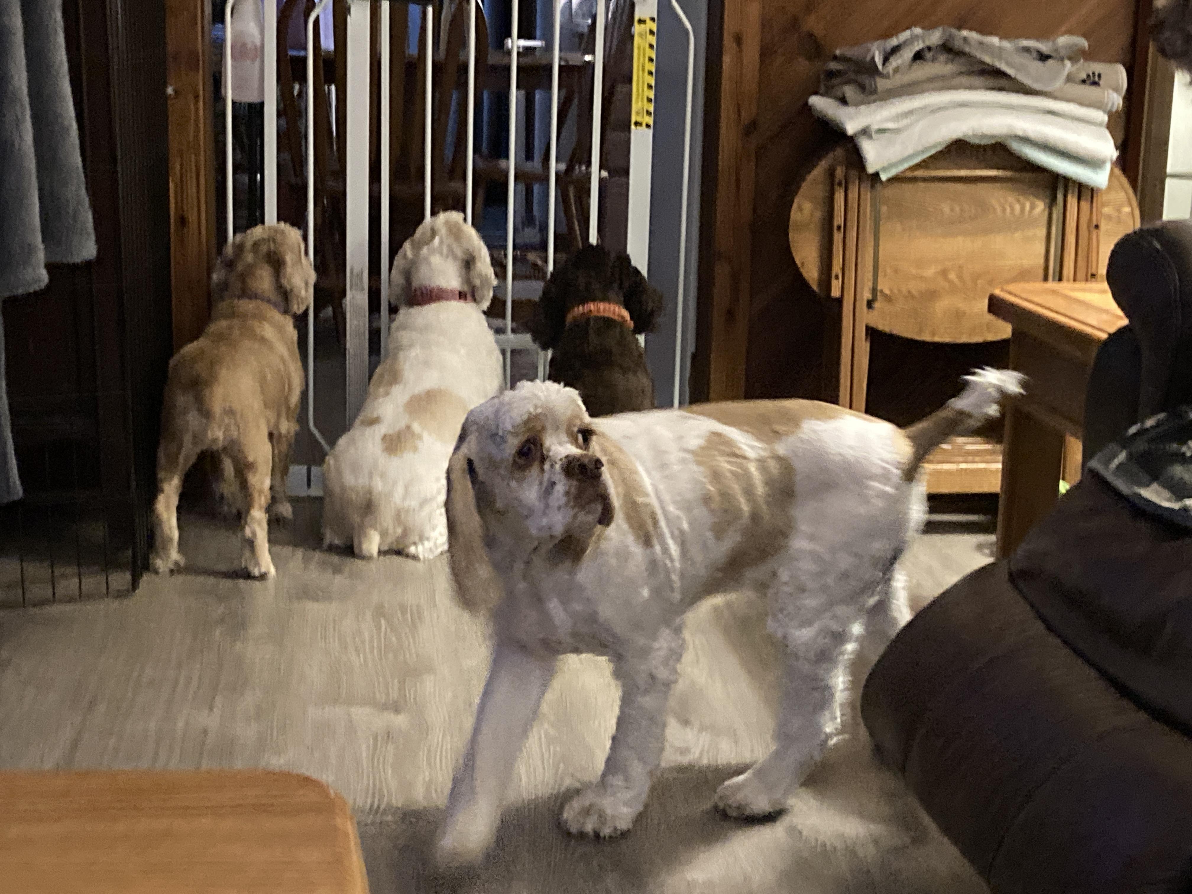 Enlarge Parker 3yr Adopted, a Adopted Cocker Spaniel in Mentor, OH image 1/4