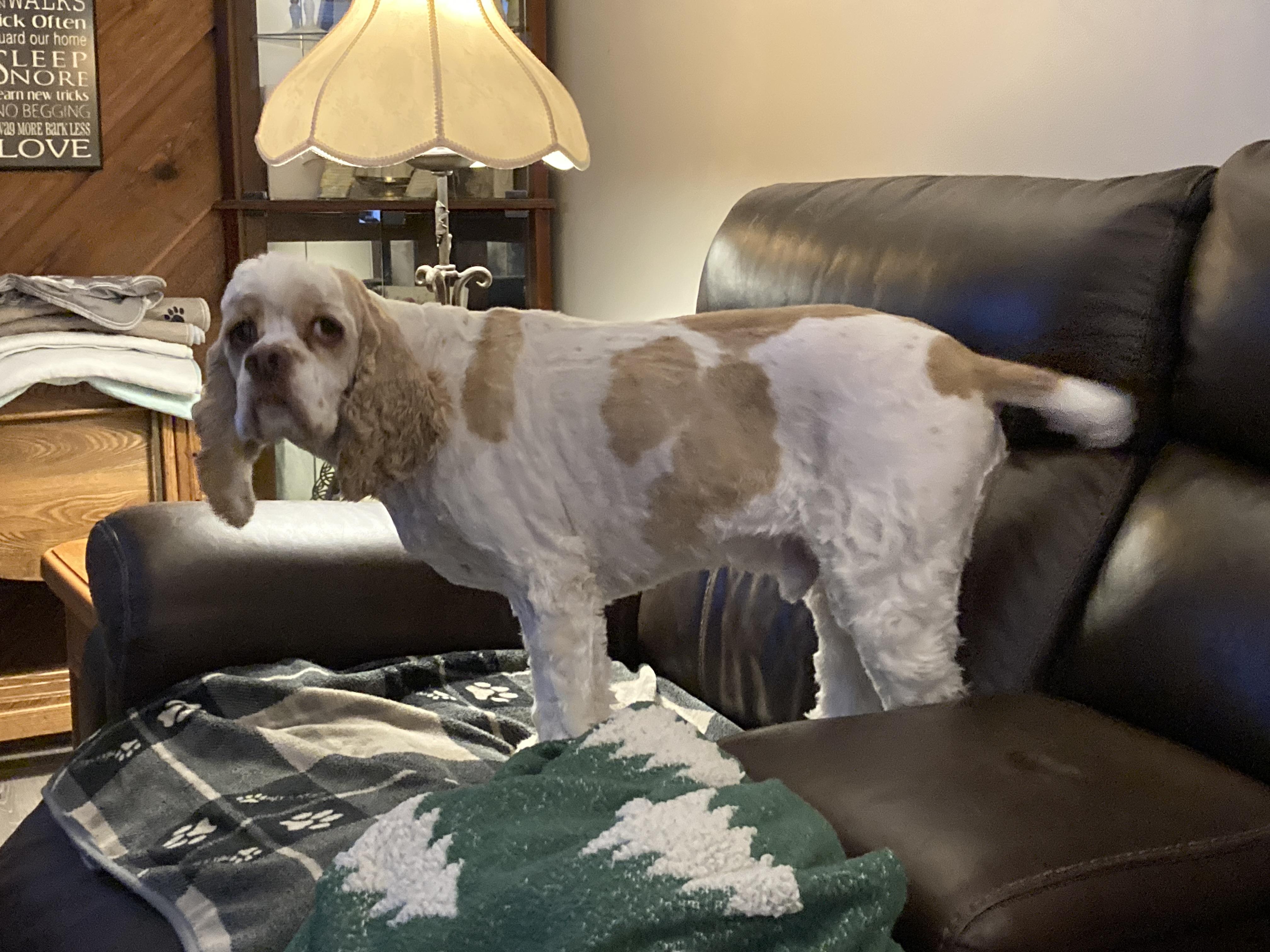 Enlarge Parker 3yr Adopted, a Adopted Cocker Spaniel in Mentor, OH image 2/4