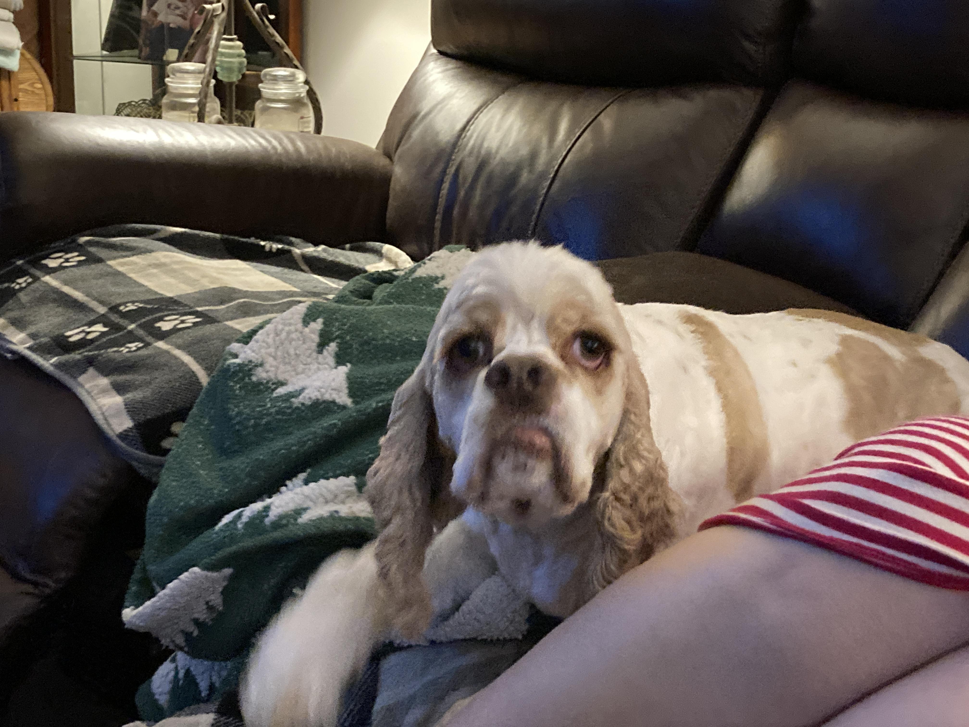 Enlarge Parker 3yr Adopted, a Adopted Cocker Spaniel in Mentor, OH image 3/4