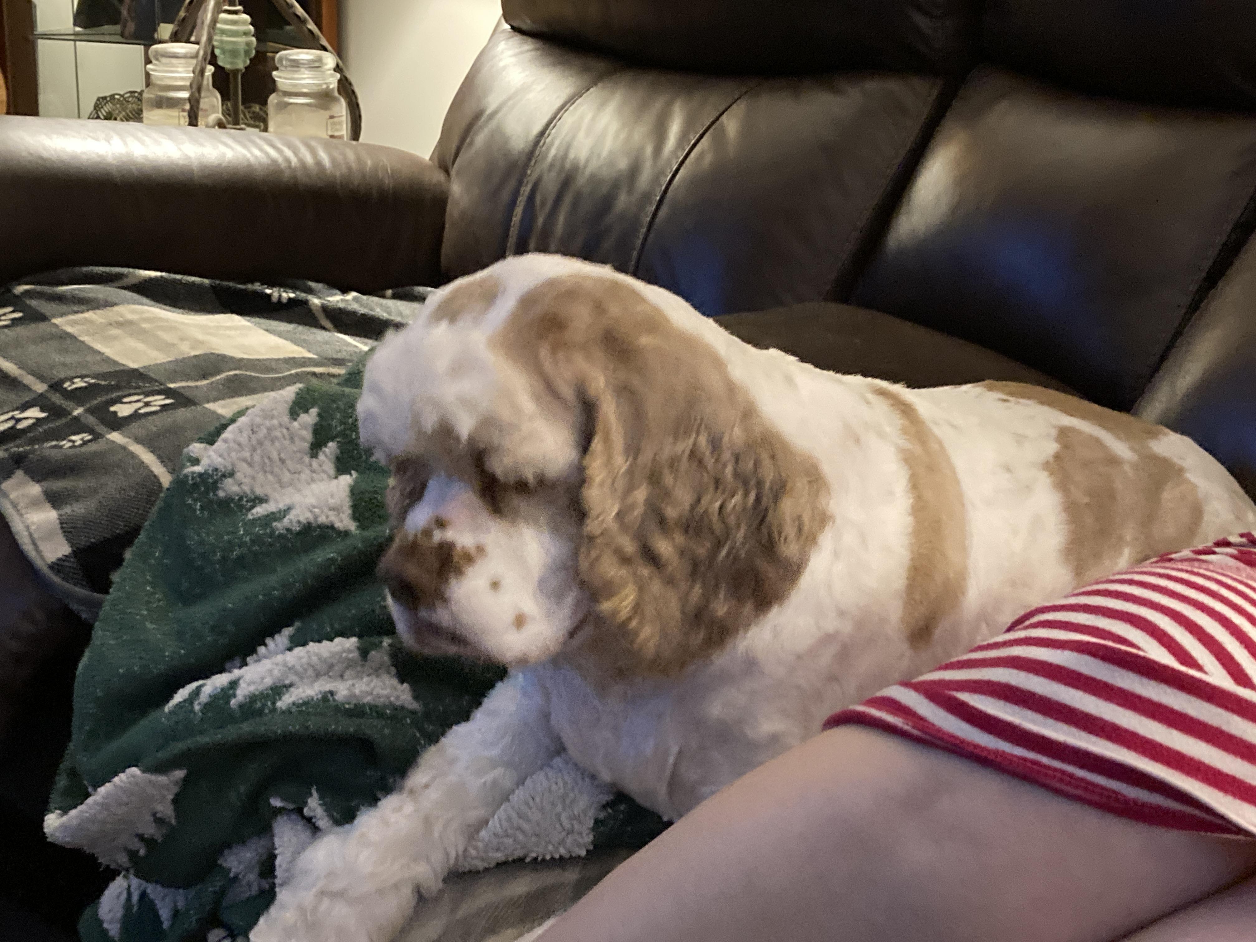 Enlarge Parker 3yr Adopted, a Adopted Cocker Spaniel in Mentor, OH image 4/4