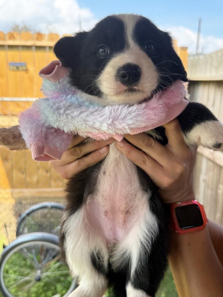 Enlarge Linda, a Adoptable Border Collie in The Woodlands, TX image 1/2