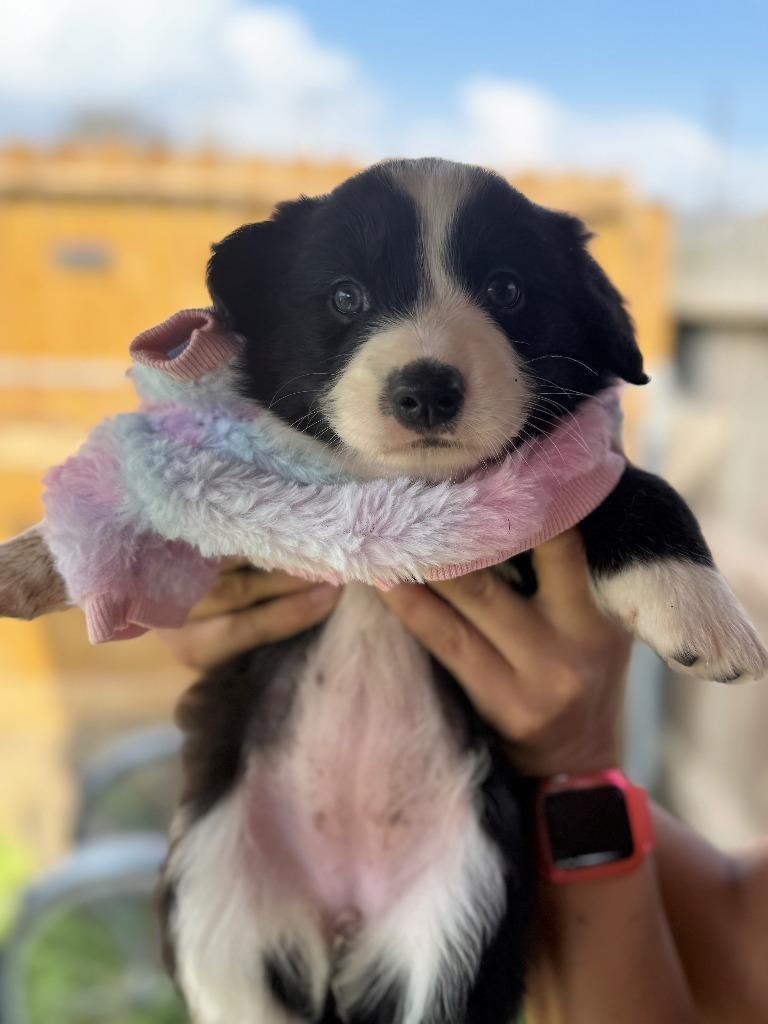 Enlarge Linda, a Adoptable Border Collie in The Woodlands, TX image 2/2