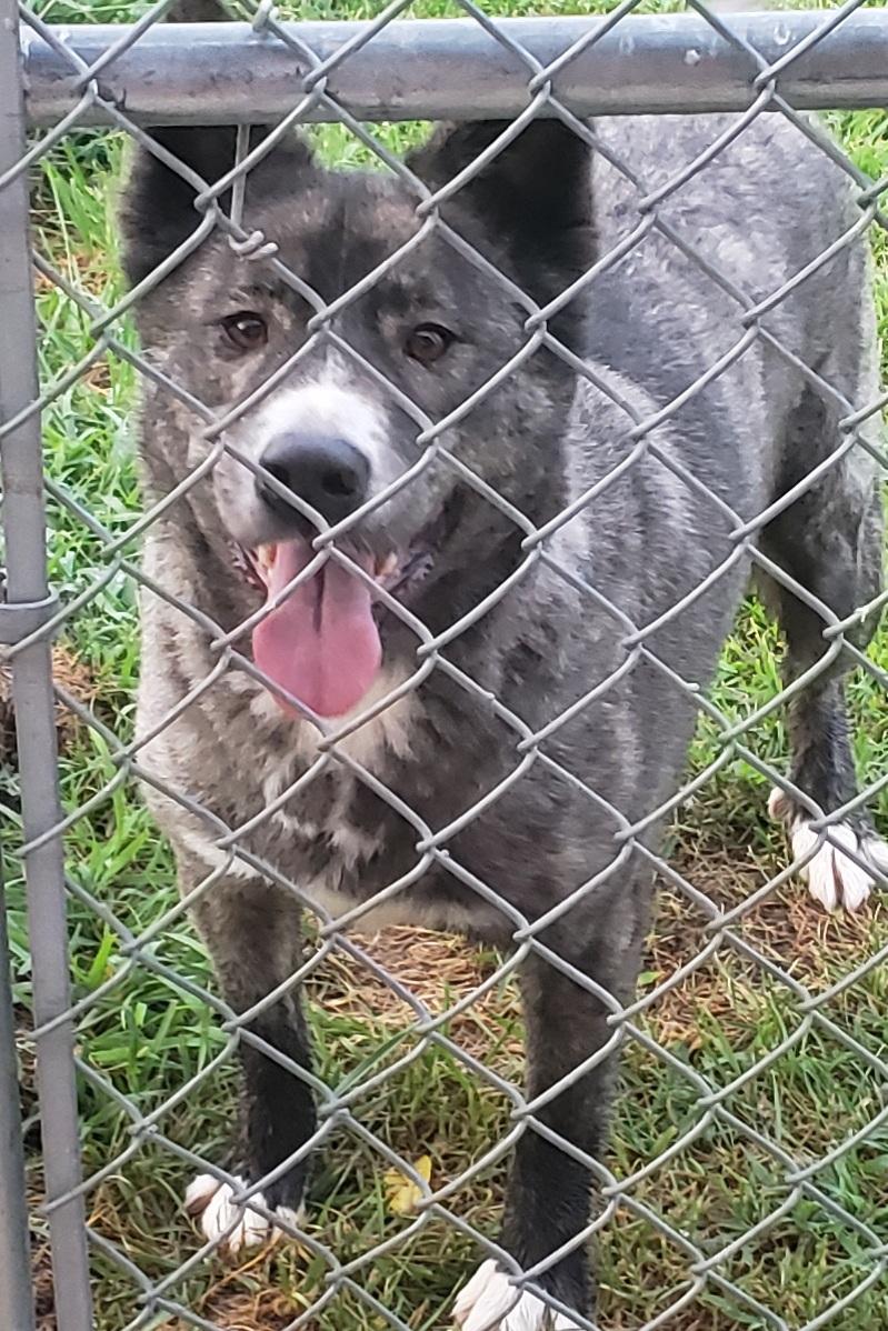 Gypsy , ADOPTABLE, Young Female Australian Shepherd.