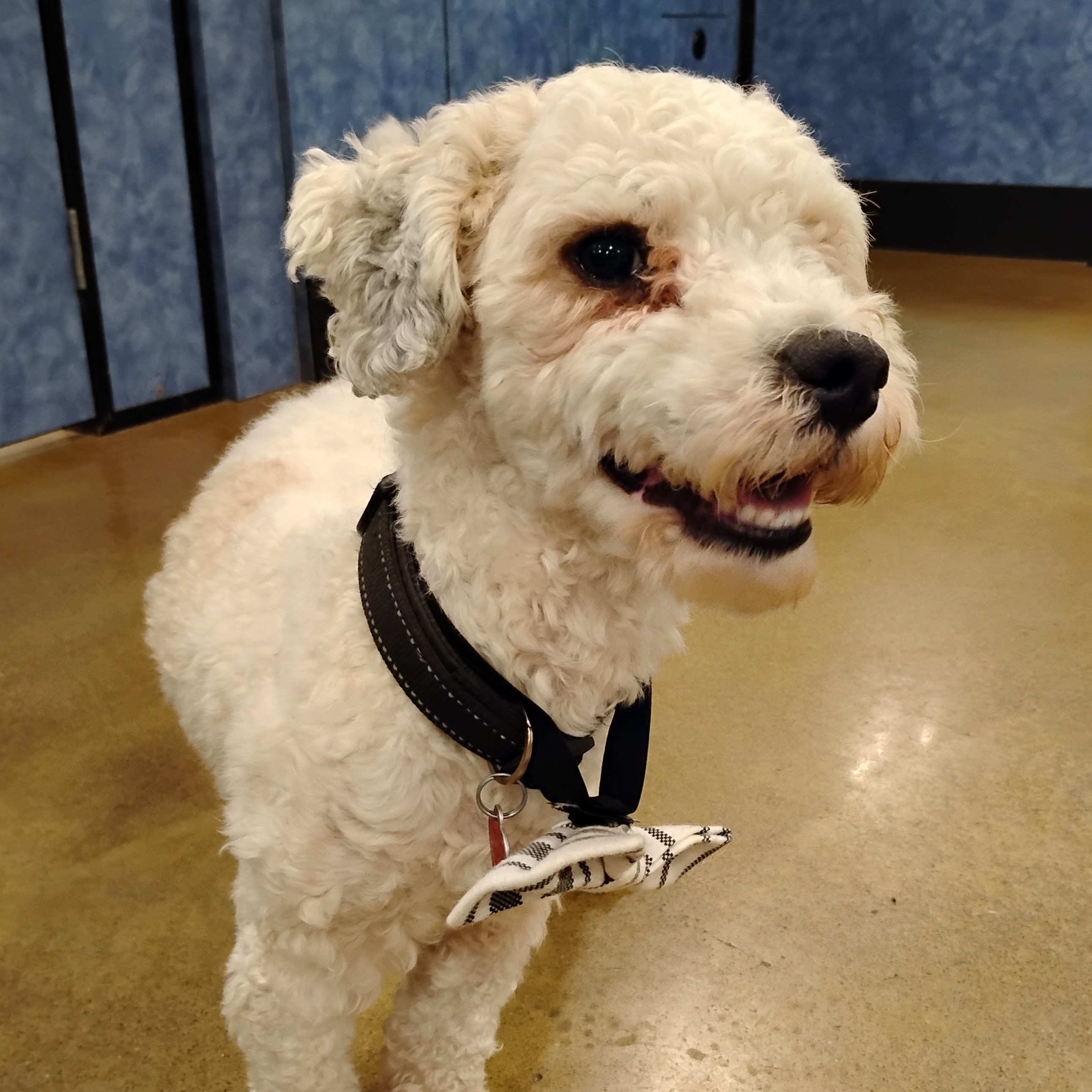 Enlarge Buddha, a Adoptable Miniature Poodle in Tulsa, OK image 3/5
