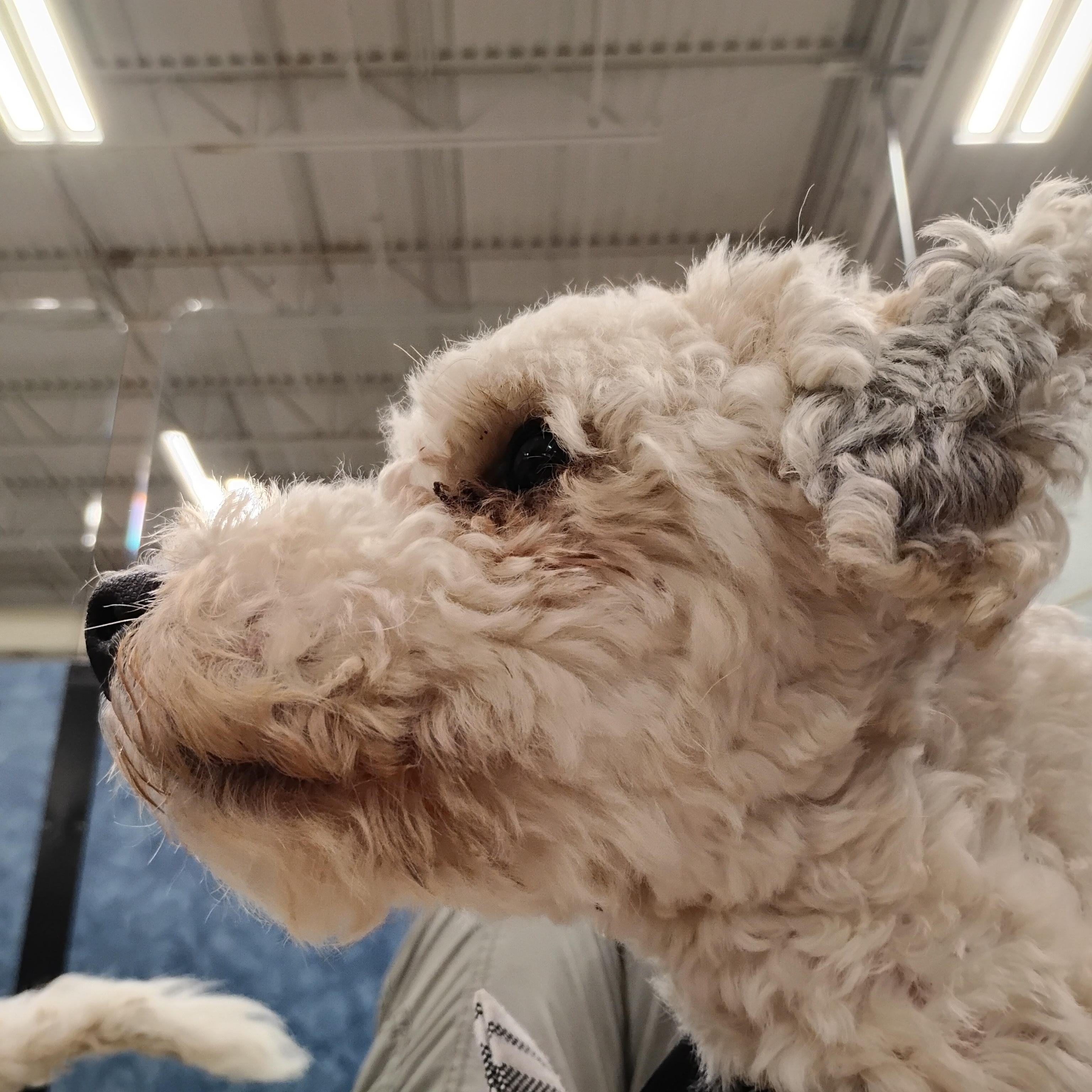 Enlarge Buddha, a Adoptable Miniature Poodle in Tulsa, OK image 4/5