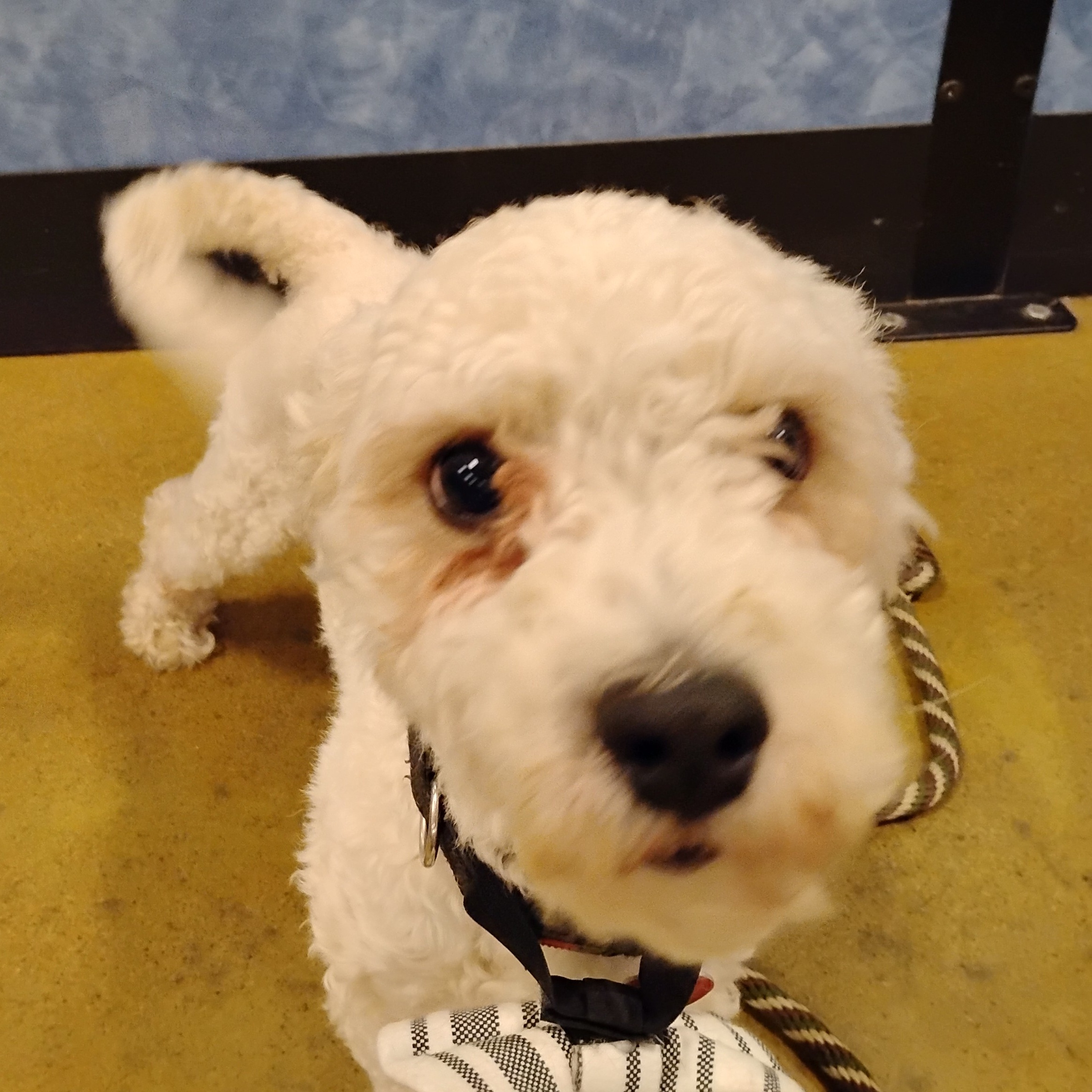 Enlarge Buddha, a Adoptable Miniature Poodle in Tulsa, OK image 1/5