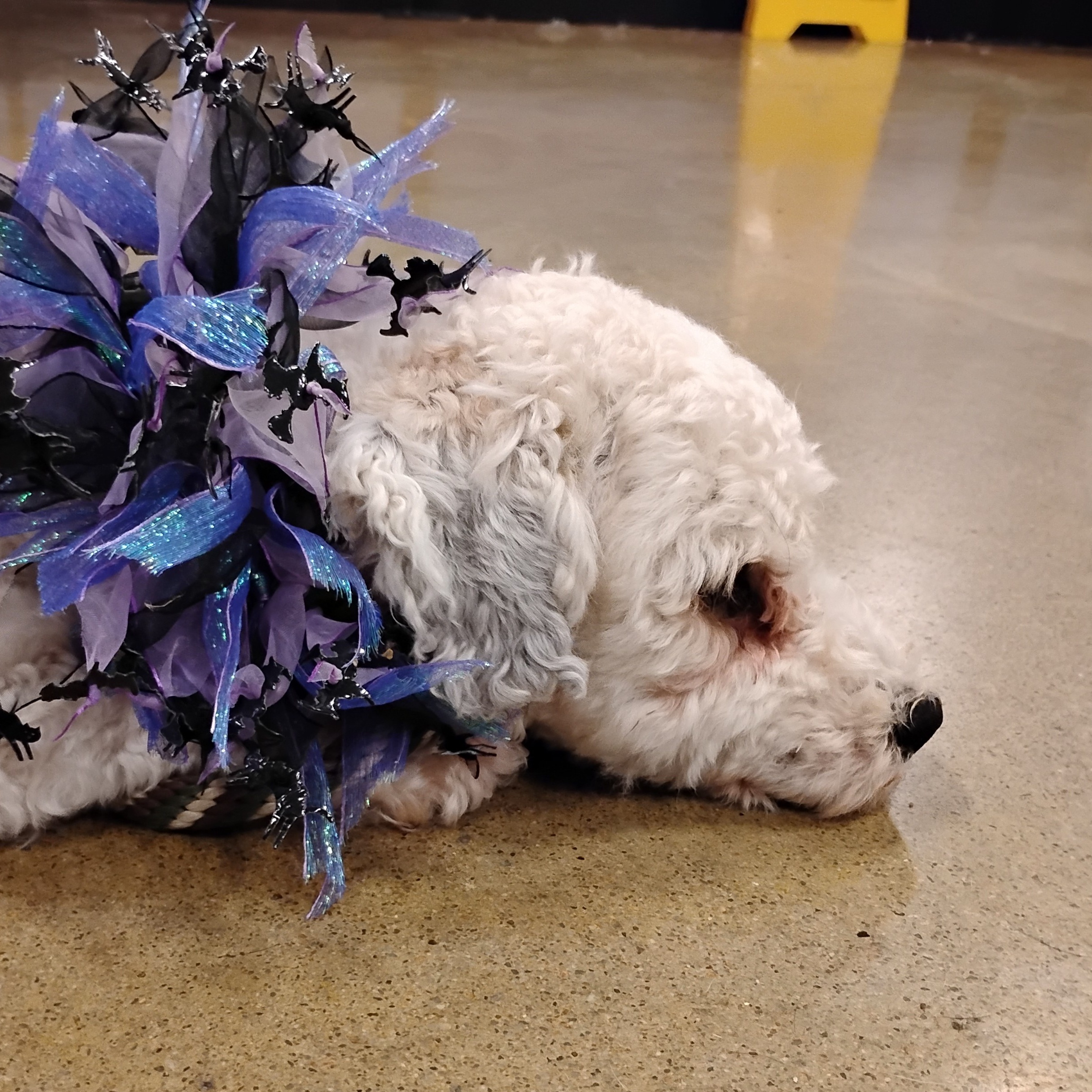 Enlarge Buddha, a Adoptable Miniature Poodle in Tulsa, OK image 5/5
