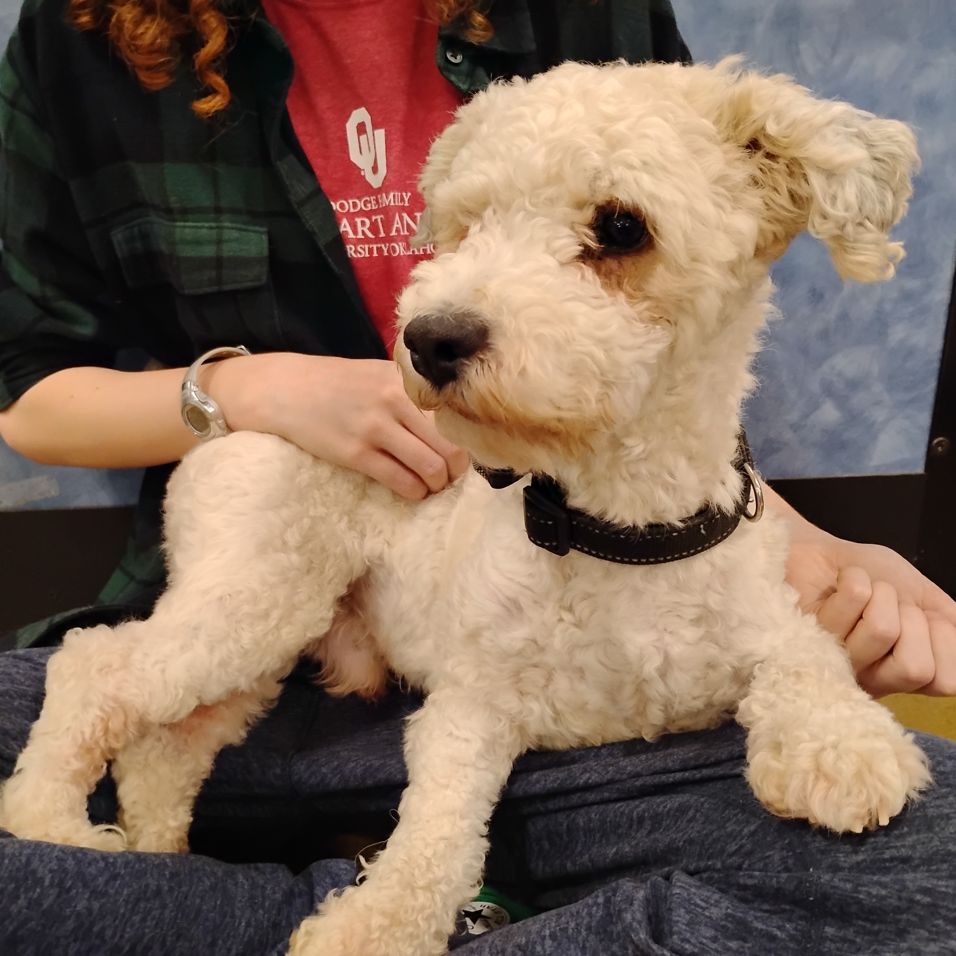 Enlarge Buddha, a Adoptable Miniature Poodle in Tulsa, OK image 2/5