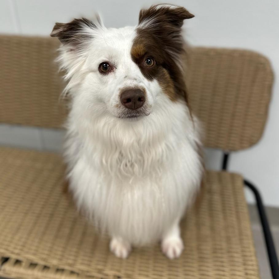 Enlarge Bandit, a Adoptable Australian Shepherd in Chesapeake, VA image 1/2