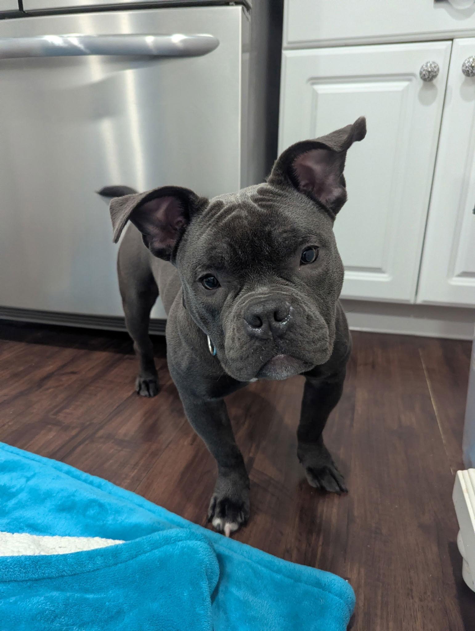 Enlarge Halo, a Adoptable French Bulldog in Berlin, NJ image 1/1