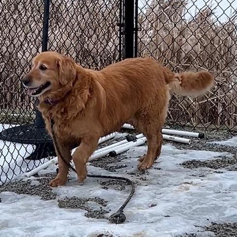 Bear #7178, Adoptable, Senior Male Golden Retriever.