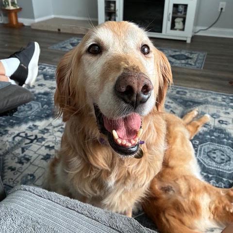 Enlarge Bear #7178, a Adoptable Golden Retriever in Louisville, KY image 1/5