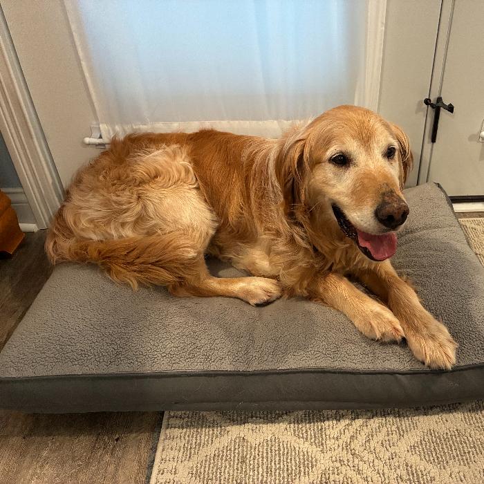 Enlarge Bear #7178, a Adoptable Golden Retriever in Louisville, KY image 2/6