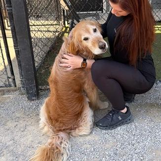 Enlarge Bear #7178, a Adoptable Golden Retriever in Louisville, KY image 4/6