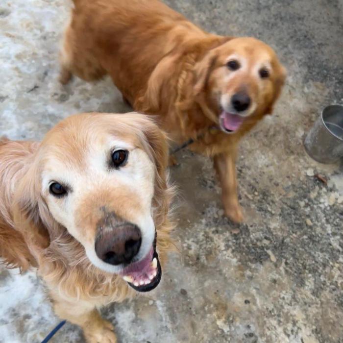 Enlarge Bear #7178, a Adoptable Golden Retriever in Louisville, KY image 5/6