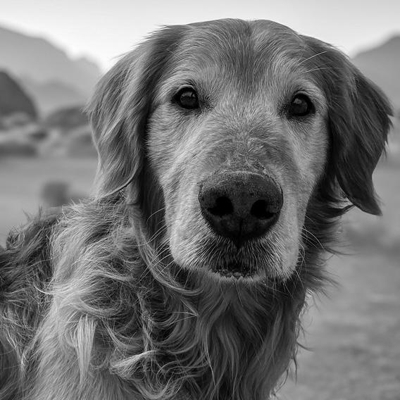 Enlarge Bear #7178, a Adoptable Golden Retriever in Louisville, KY image 6/6