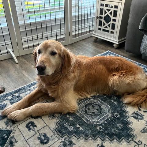 Enlarge Bear #7178, a Adoptable Golden Retriever in Louisville, KY image 5/5