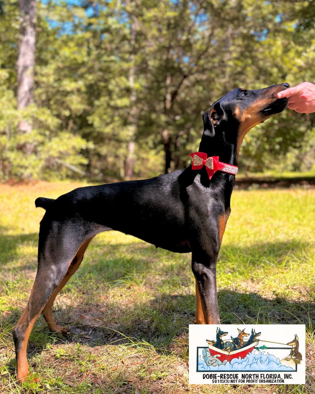 Holly, a Adopted Doberman Pinscher in Lloyd, FL image 1/3