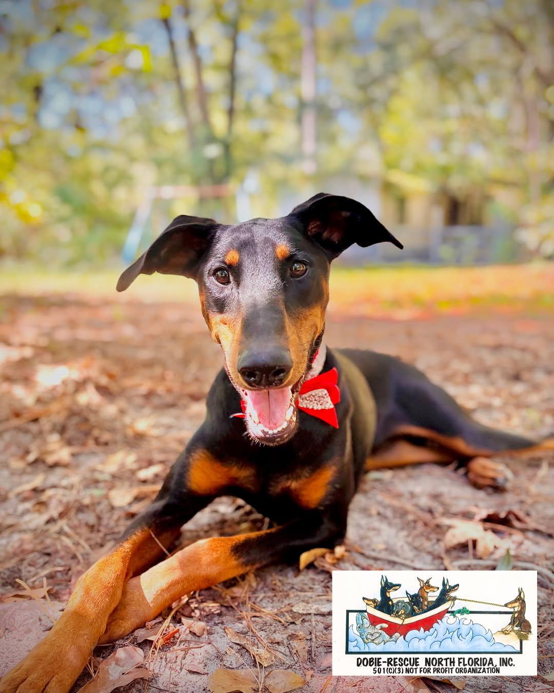 Holly, a Adopted Doberman Pinscher in Lloyd, FL image 3/3