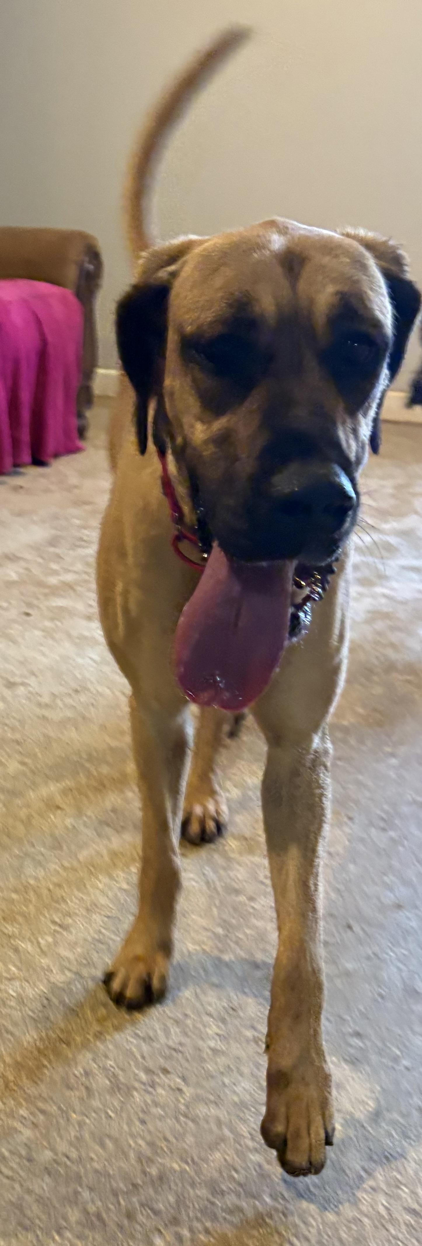 Nixxie, a ADOPTABLE Great Dane in Williamston, SC image 5/5