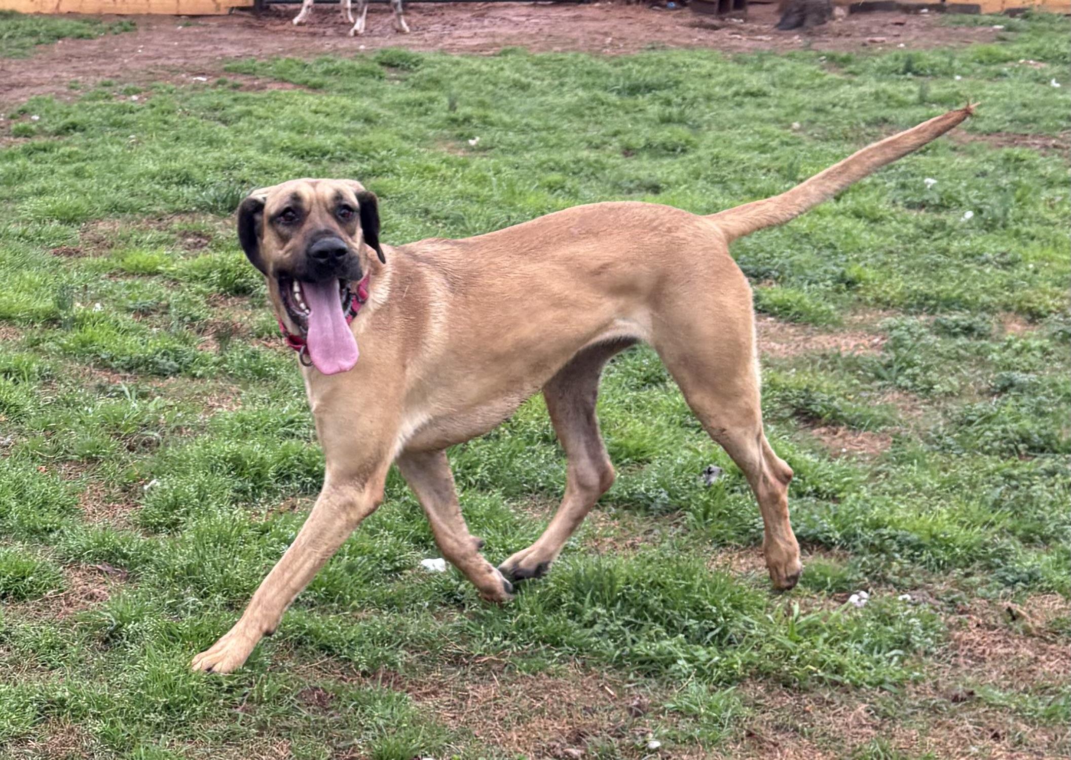 Nixxie, ADOPTABLE, Young Female Great Dane.