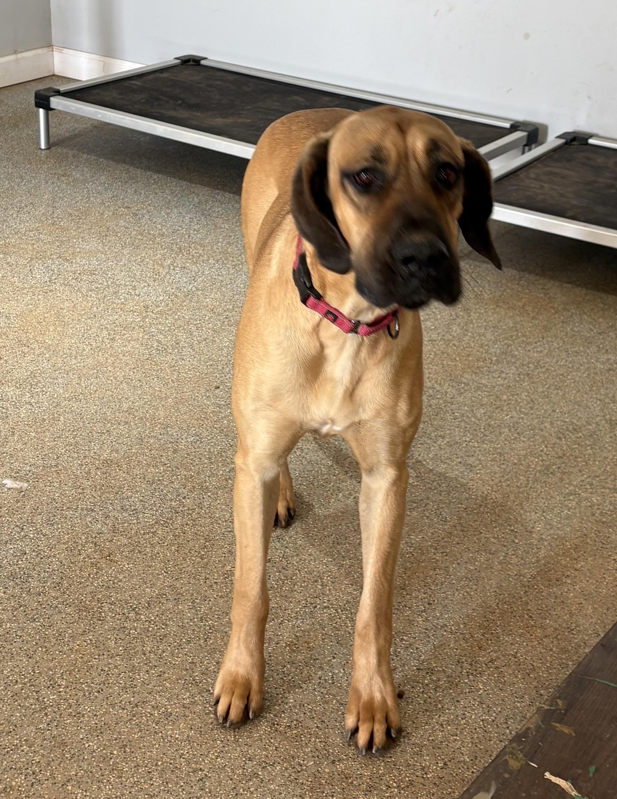 Nixxie, a ADOPTABLE Great Dane in Williamston, SC image 3/5