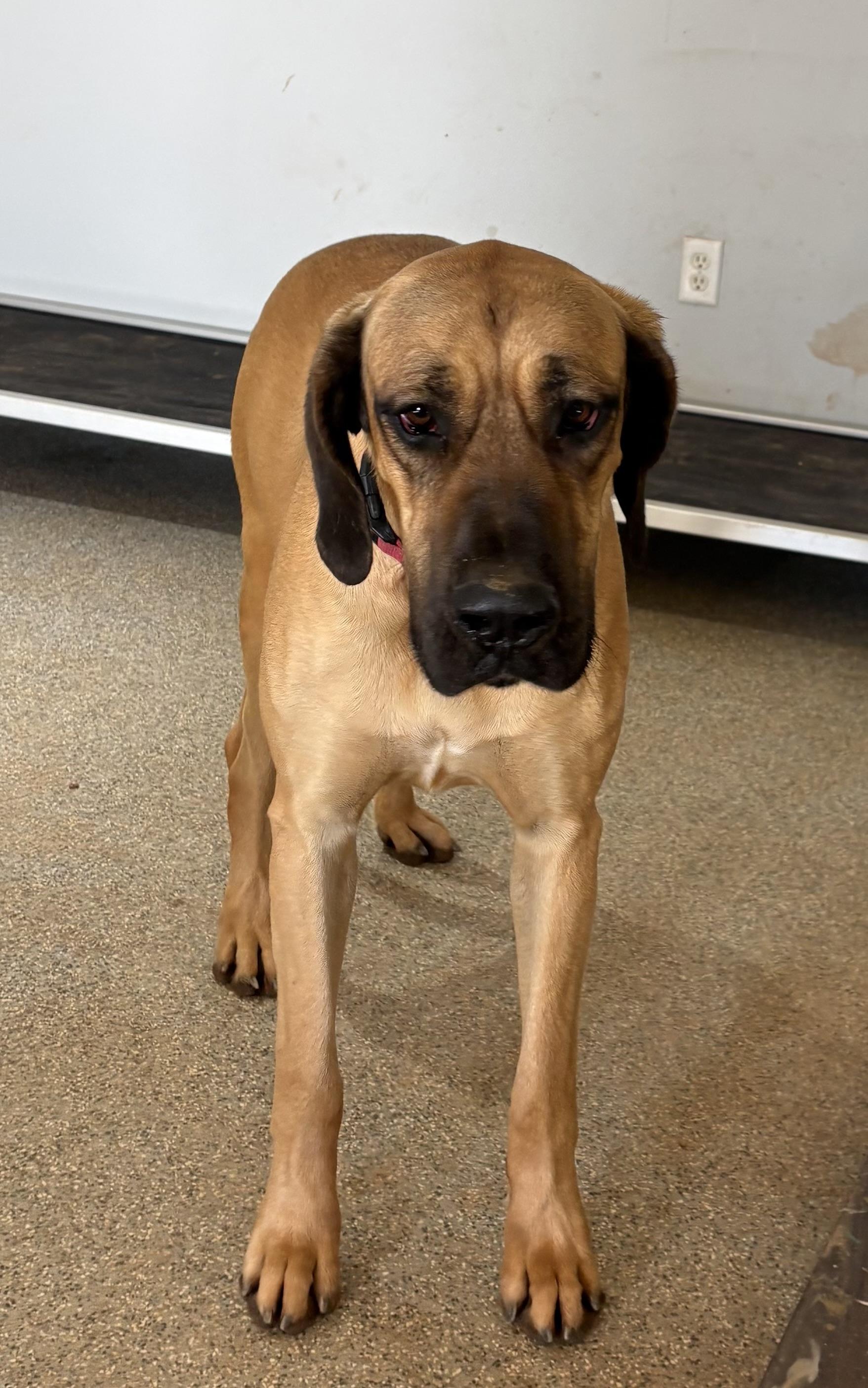 Nixxie, ADOPTABLE, Young Female Great Dane.