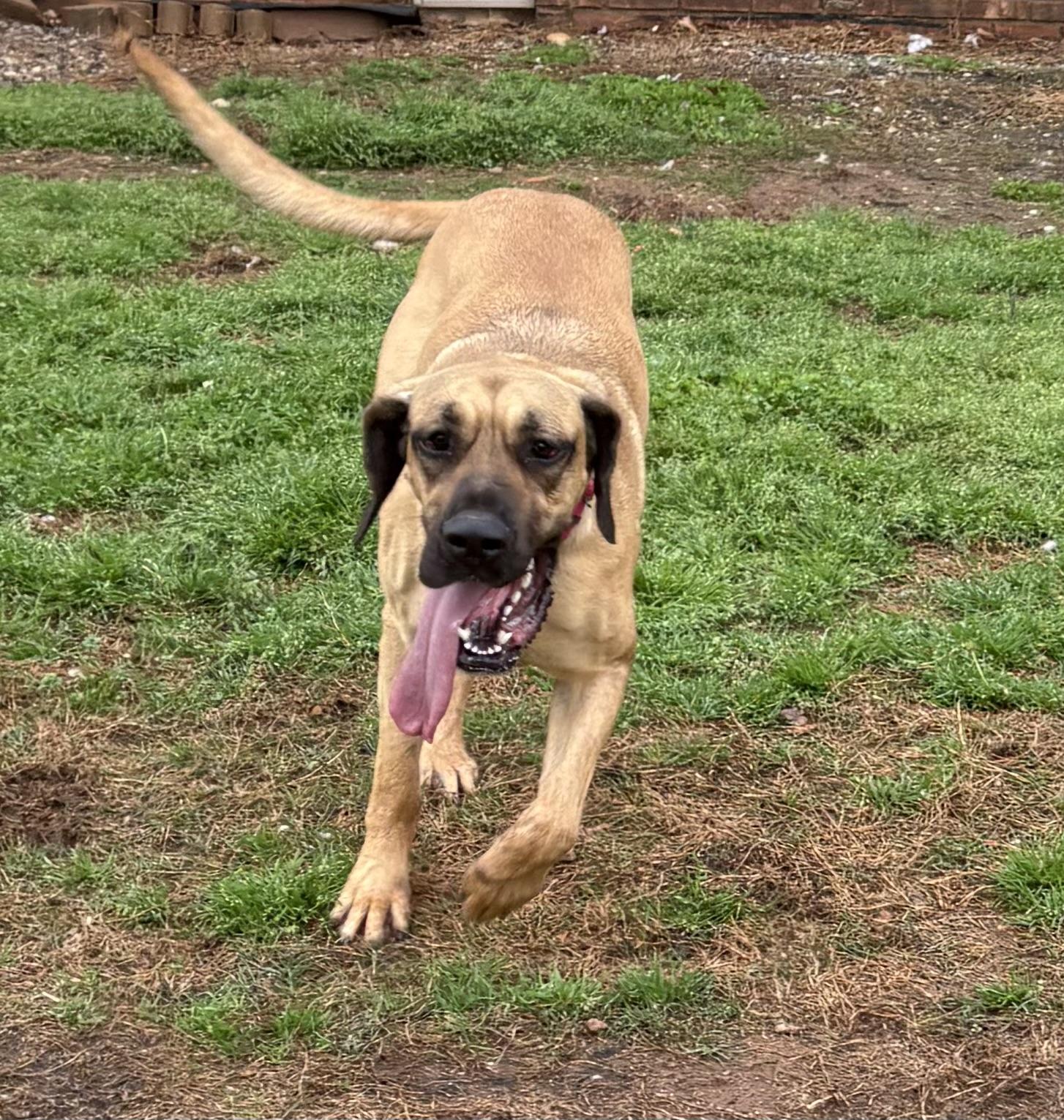 Nixxie, a ADOPTABLE Great Dane in Williamston, SC image 2/5