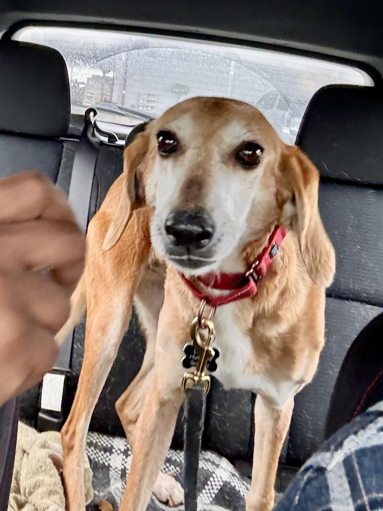 Enlarge Susie Q, a Adoptable mixed breed in Louisa, VA image 1/4