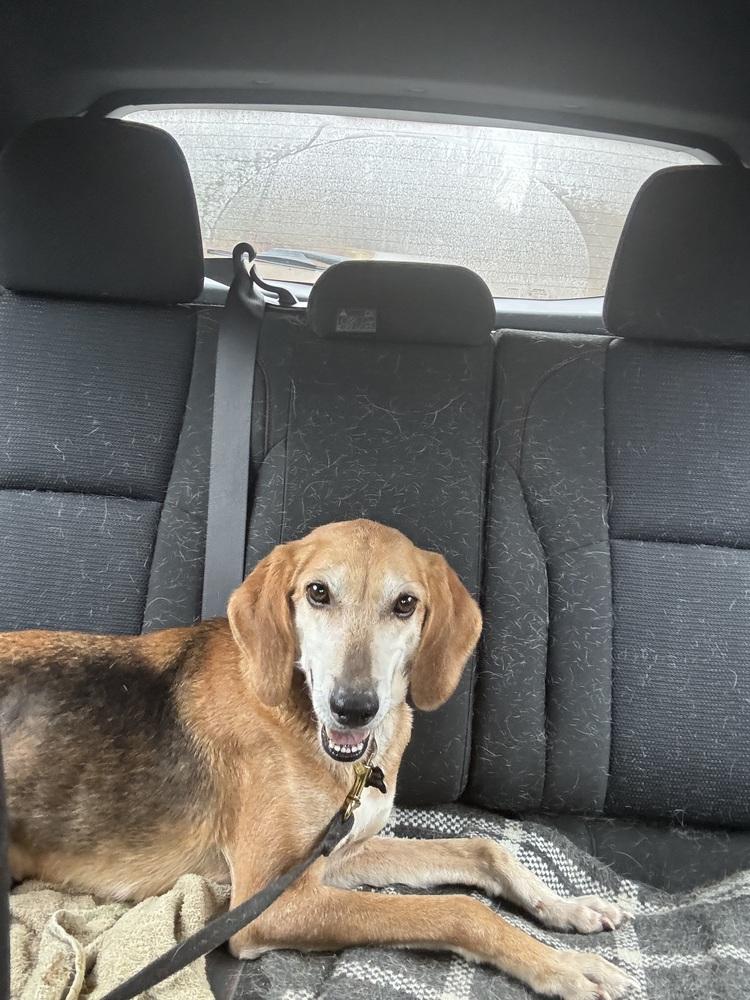 Enlarge Susie Q, a Adoptable mixed breed in Louisa, VA image 2/4