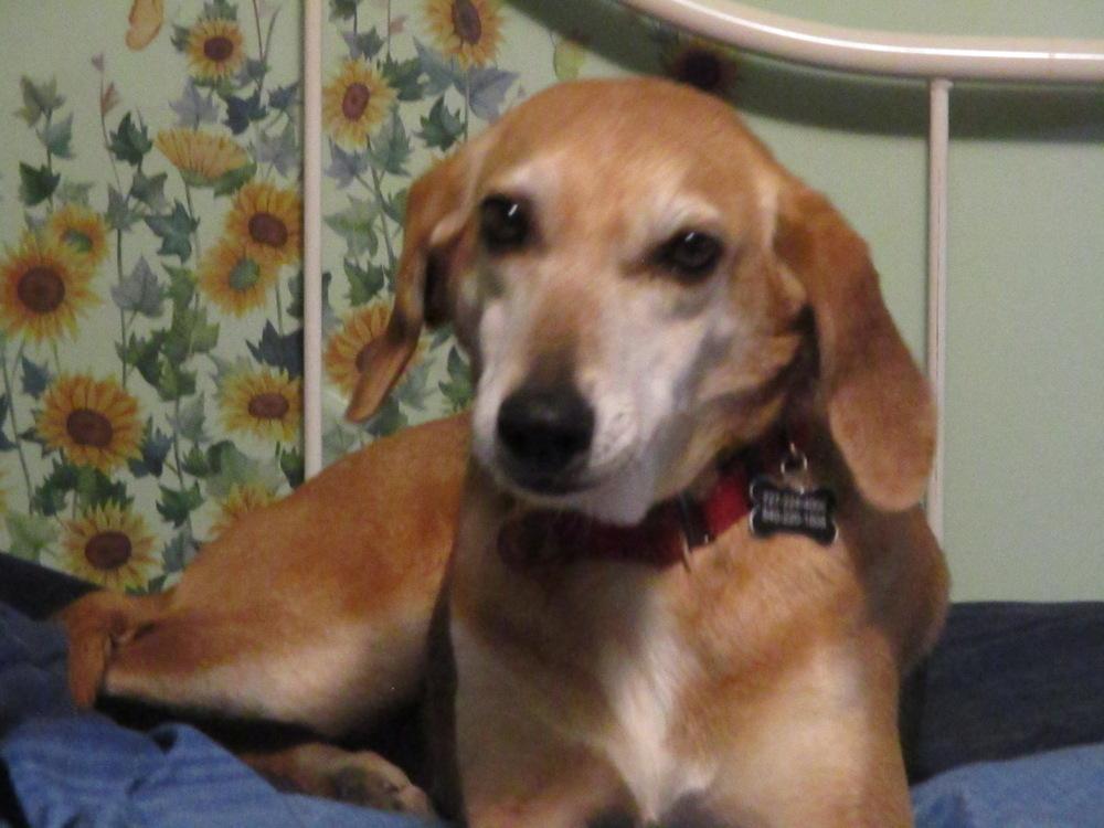 Enlarge Susie Q, a Adoptable mixed breed in Louisa, VA image 3/4