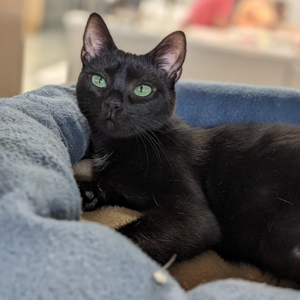 Enlarge Emerald, an adoptable Domestic Short Hair in Cape Girardeau, MO image 3/3