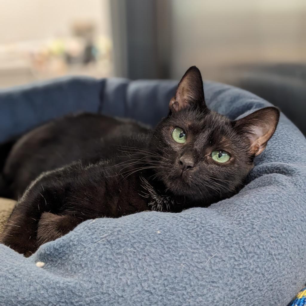 Enlarge Emerald, an adoptable Domestic Short Hair in Cape Girardeau, MO image 1/3