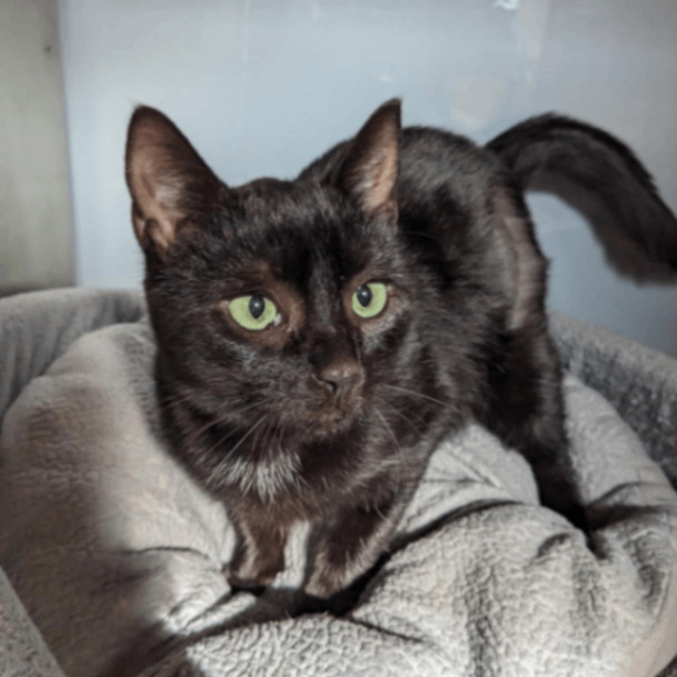 Enlarge Emerald, an adoptable Domestic Short Hair in Cape Girardeau, MO image 2/3