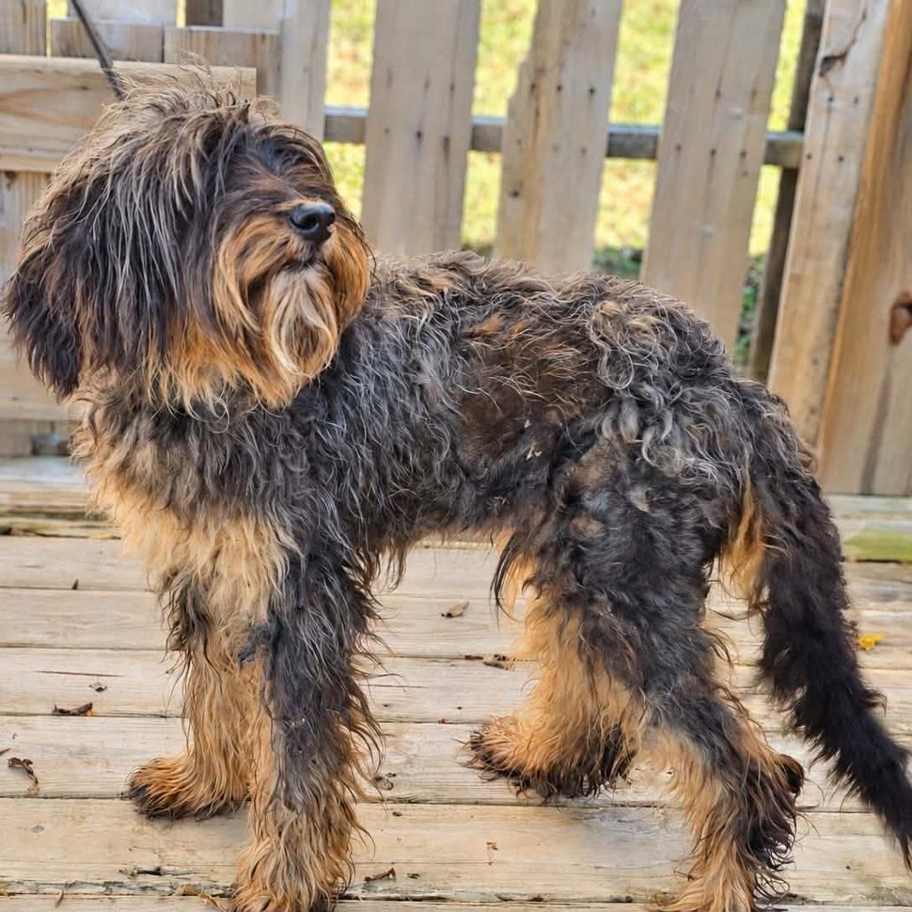 TNGC-Stray-1396, Adoptable, Puppy Male Poodle & Mixed Breed.