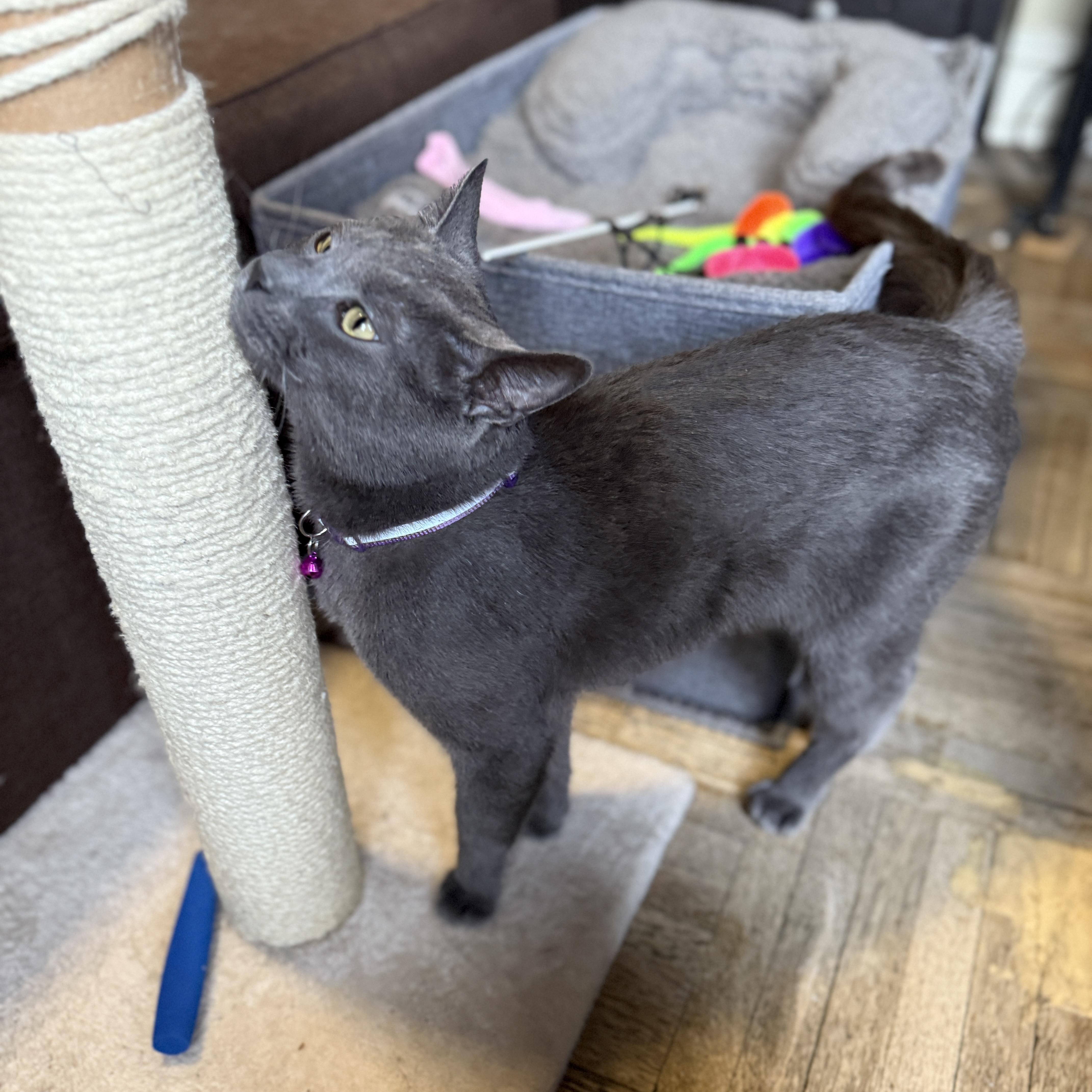 Enlarge Smokey, a Adoptable Domestic Short Hair in Brooklyn, NY image 5/6