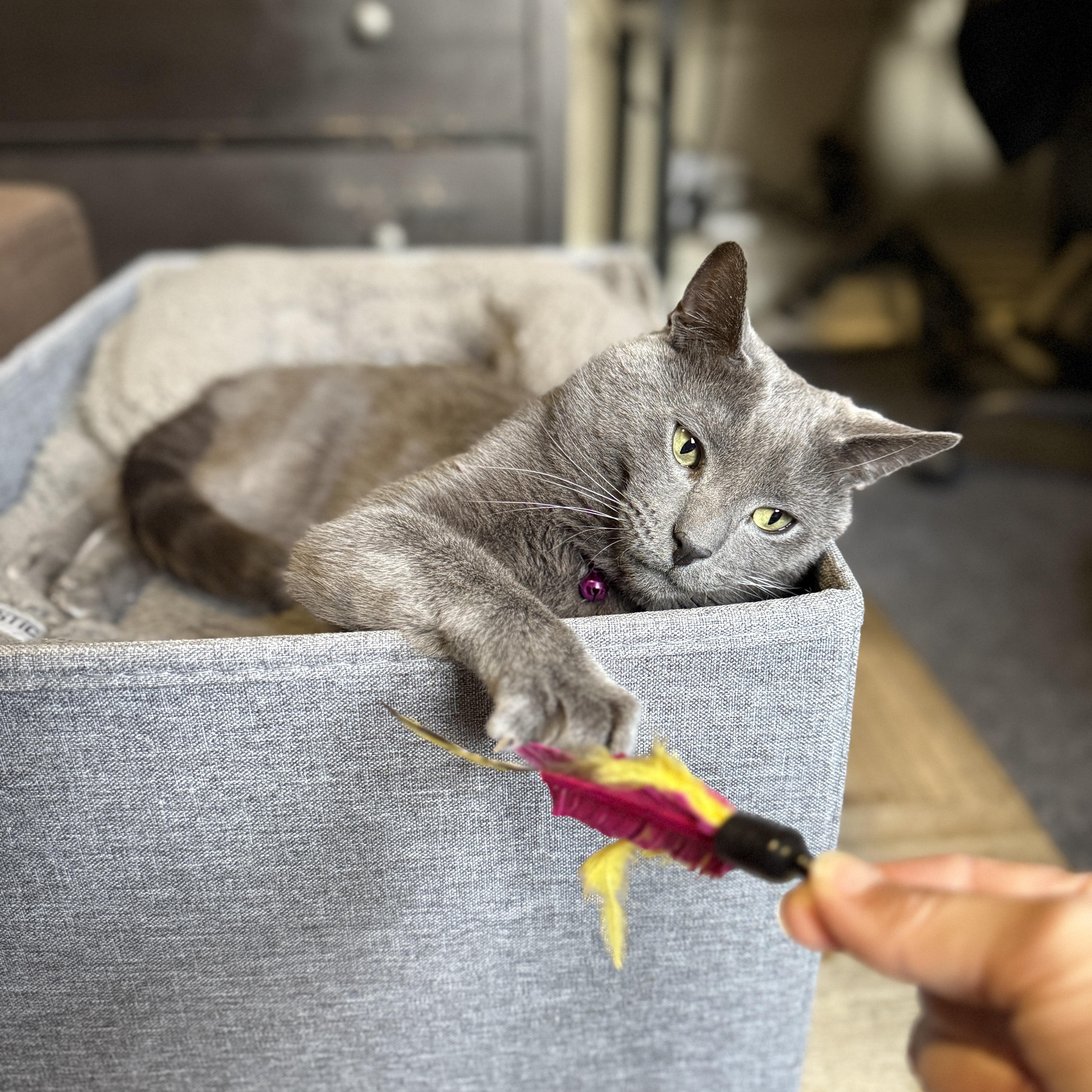 Enlarge Smokey, a Adoptable Domestic Short Hair in Brooklyn, NY image 4/6