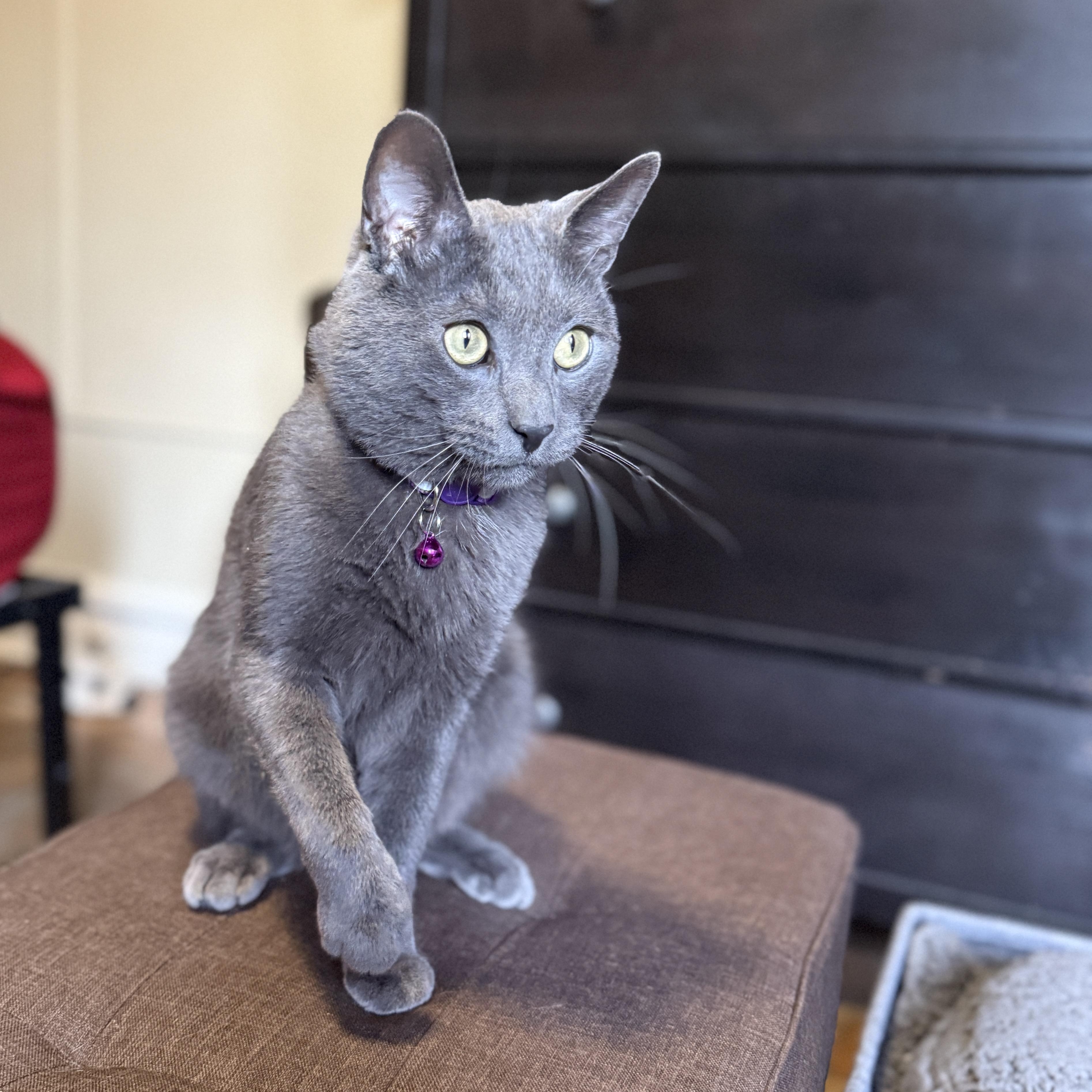 Enlarge Smokey, a Adoptable Domestic Short Hair in Brooklyn, NY image 2/6