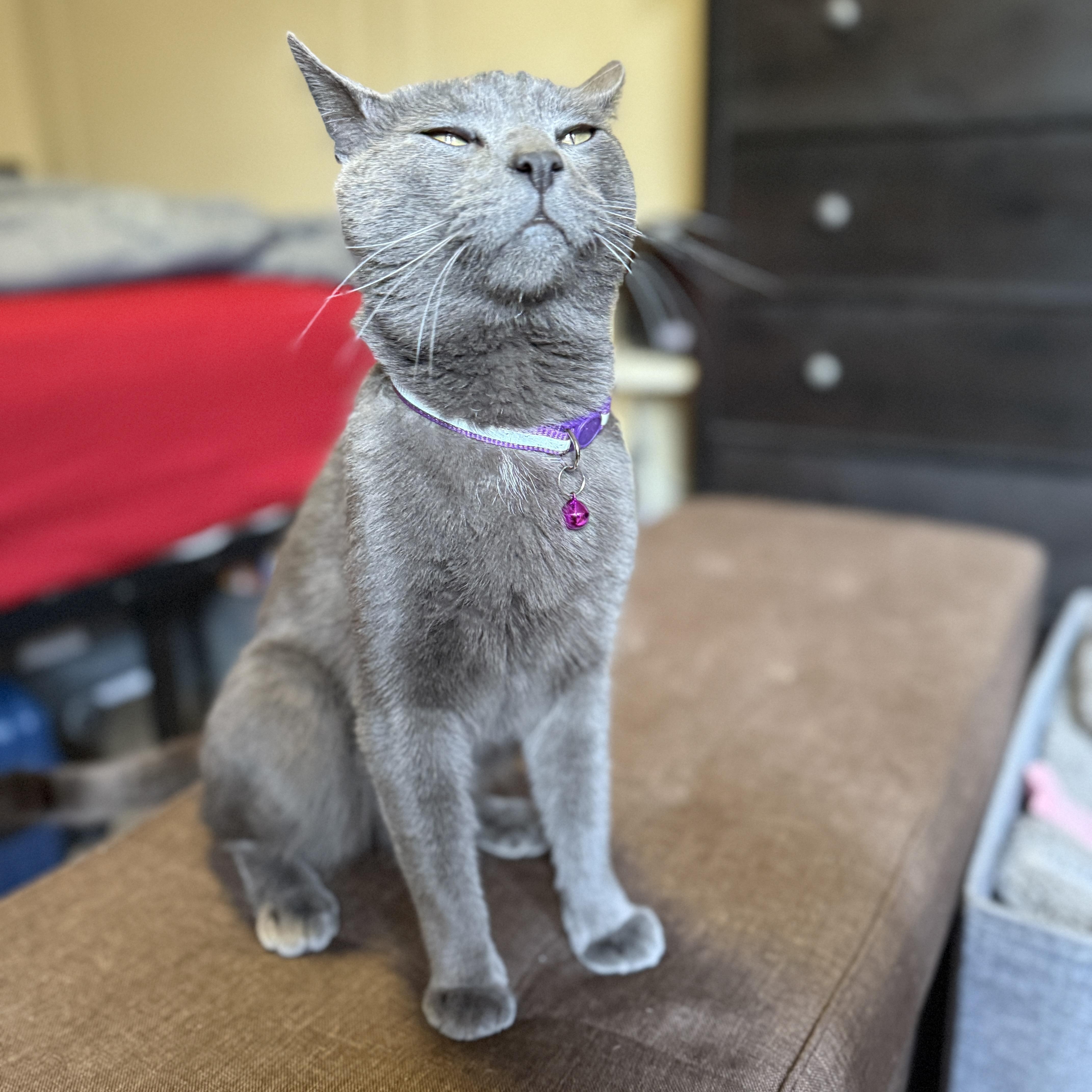 Enlarge Smokey, a Adoptable Domestic Short Hair in Brooklyn, NY image 3/6